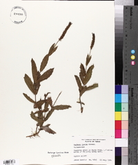 Verbena rigida image