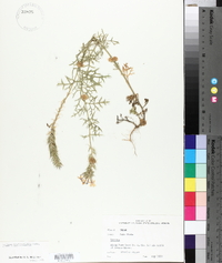 Glandularia bipinnatifida var. bipinnatifida image