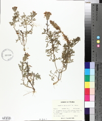 Glandularia bipinnatifida var. bipinnatifida image