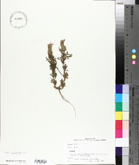 Glandularia bipinnatifida var. bipinnatifida image