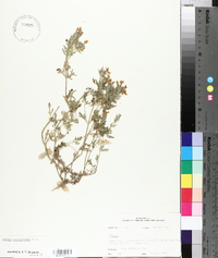 Glandularia bipinnatifida var. bipinnatifida image