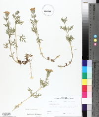 Glandularia bipinnatifida var. bipinnatifida image