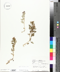 Glandularia bipinnatifida var. bipinnatifida image