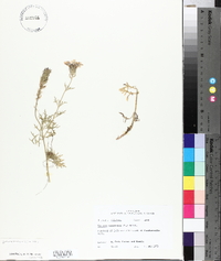 Glandularia bipinnatifida var. bipinnatifida image