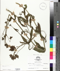 Verbena bonariensis image