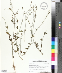 Verbena brasiliensis image