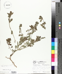 Verbena bracteata image