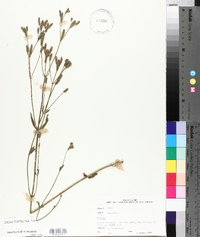 Verbena brasiliensis image