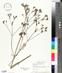 Verbena brasiliensis image