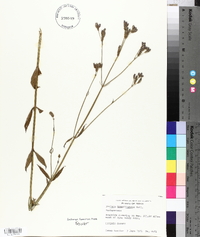 Verbena brasiliensis image