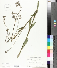 Verbena brasiliensis image