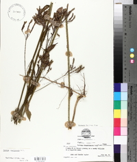 Verbena brasiliensis image