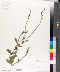 Verbena xutha image