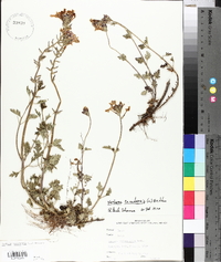 Verbena canadensis image