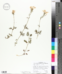 Verbena canadensis image