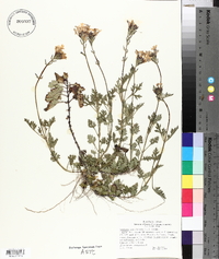 Verbena canadensis image