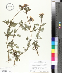 Verbena canadensis image