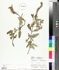 Verbena canadensis image