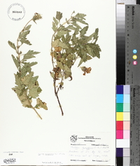 Verbena canadensis image