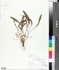Viola lanceolata subsp. vittata image