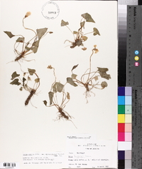 Viola missouriensis image