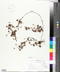 Viola walteri image
