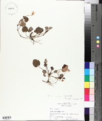 Viola walteri image