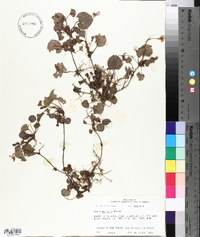 Viola walteri image
