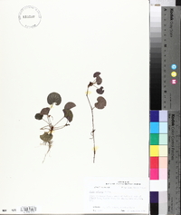 Viola walteri image