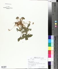 Viola palmata var. triloba image