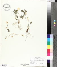 Viola palmata var. triloba image