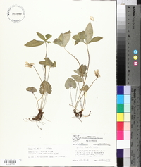 Viola palmata image