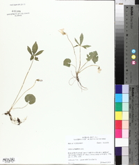 Viola palmata image