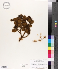 Phoradendron leucarpum subsp. tomentosum image