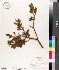 Phoradendron leucarpum subsp. tomentosum image