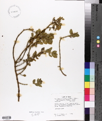 Phoradendron leucarpum subsp. tomentosum image