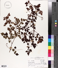 Nekemias arborea image