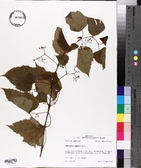 Ampelopsis cordata image