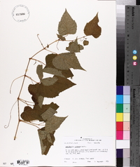 Ampelopsis cordata image