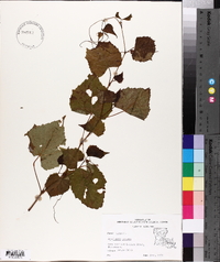 Ampelopsis cordata image