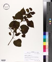 Ampelopsis cordata image