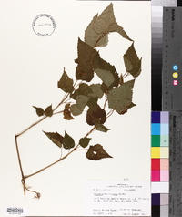 Ampelopsis cordata image