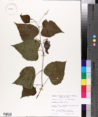 Ampelopsis cordata image