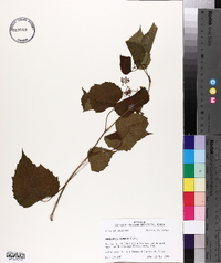 Ampelopsis cordata image