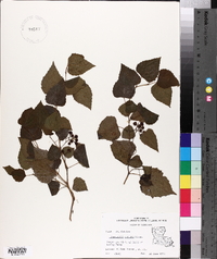 Ampelopsis cordata image