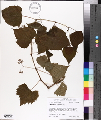 Ampelopsis cordata image