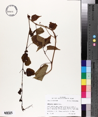 Ampelopsis cordata image