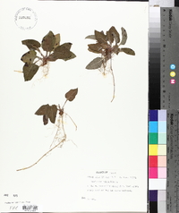 Viola primulifolia image