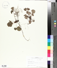 Viola walteri image