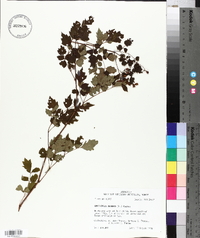 Ampelopsis arborea image